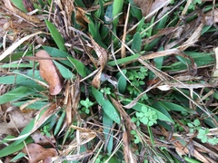 Dichanthelium scribnerianum