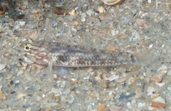 Coryphopterus dicrus