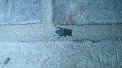 Aegomorphus modestus