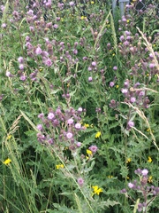 Cirsium arvense