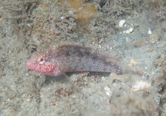 Malacoctenus macropus