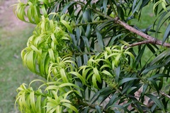 Podocarpus matudae
