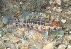 Serranus baldwini