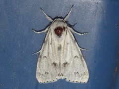 Acronicta innotata