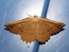 Euchlaena johnsonaria