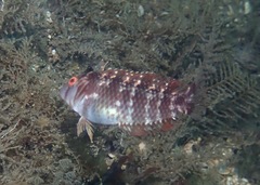 Xyrichtys splendens