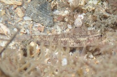 Coryphopterus dicrus