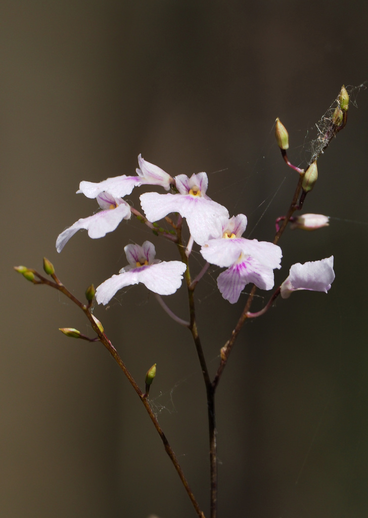 Delicate Ionopsis utricularioides pale pink flower spray
