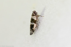 Catonia texana