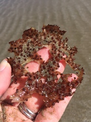 Chondracanthus