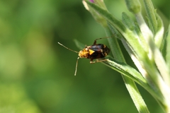 Liocoris