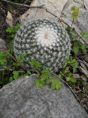 Mammillaria parkinsonii