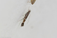 Cosmopterix pulchrimella