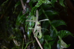 Epidendrum stanhopeanum