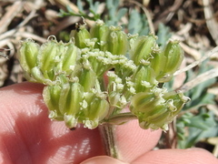 Vesper macrorhizus