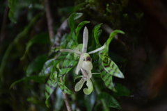 Epidendrum stanhopeanum
