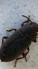 Blapstinus histricus