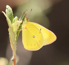 Colias harfordii