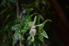 Epidendrum stanhopeanum