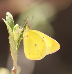 Colias harfordii