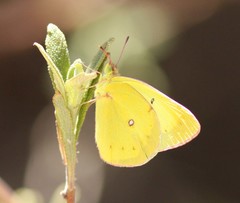 Colias harfordii