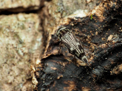 Tomoxia lineella