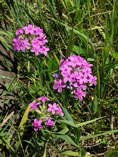 Phlox pilosa