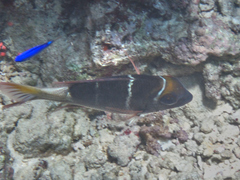 Monotaxis heterodon