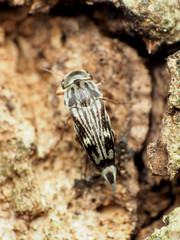 Tomoxia lineella