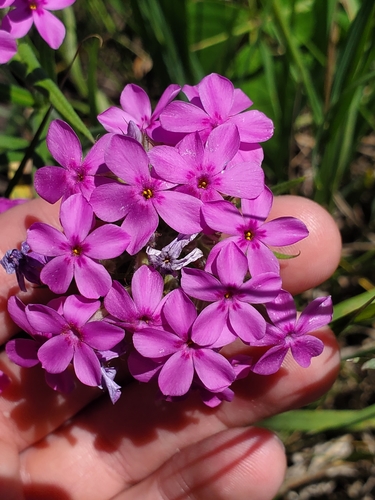 Phlox pilosa