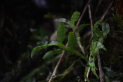 Epidendrum stanhopeanum