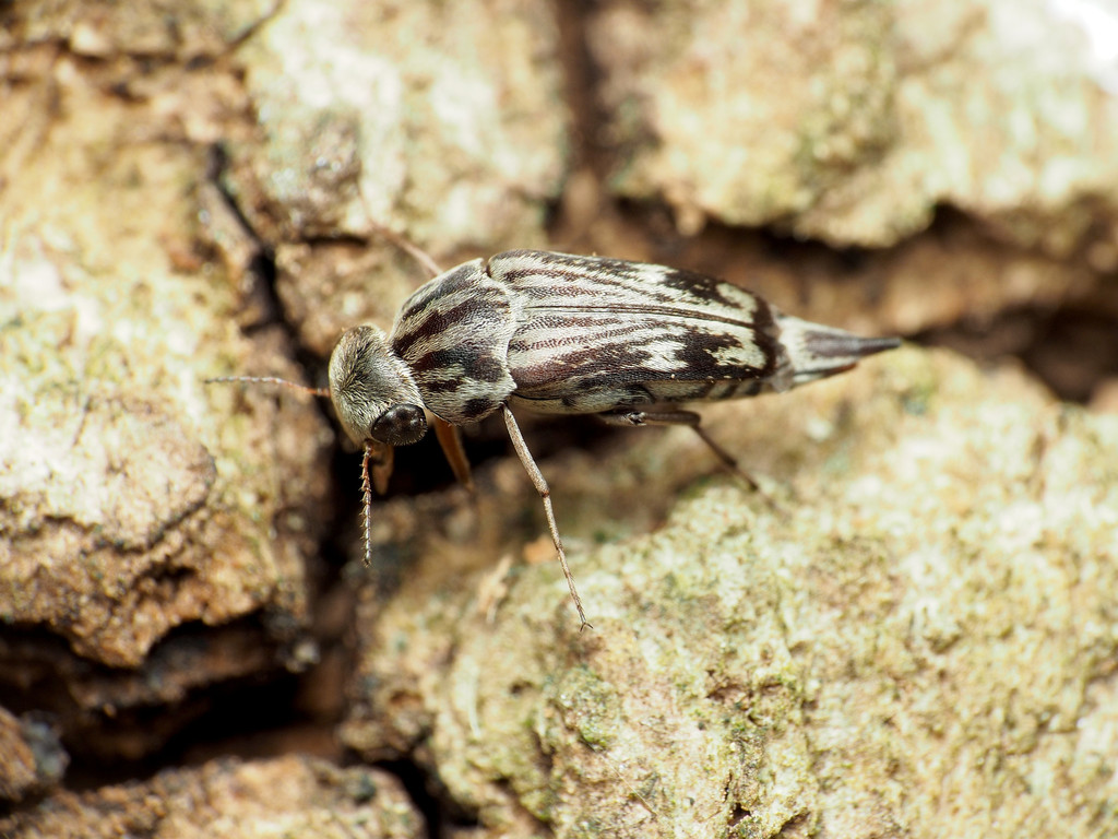 Tomoxia lineella