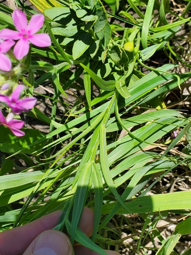 Phlox pilosa