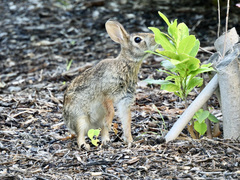 Sylvilagus floridanus
