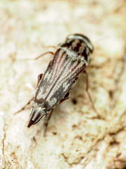 Tomoxia lineella
