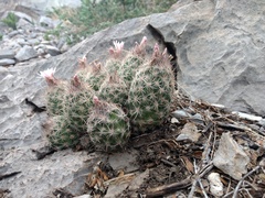 Escobaria dasyacantha