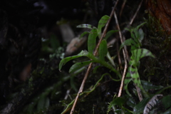 Epidendrum stanhopeanum