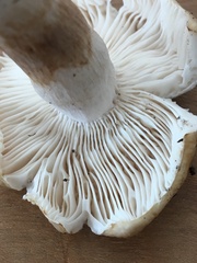 Russula pseudopectinatoides