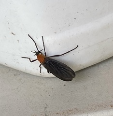 Plecia americana
