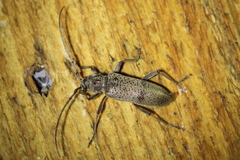 Brothylus gemmulatus