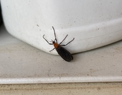 Plecia americana