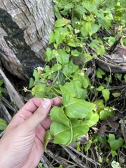 Echites agglutinatus