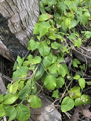 Echites agglutinatus