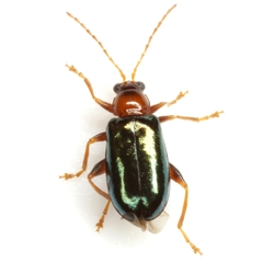 Luperaltica semiflava