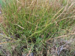 Triglochin concinna concinna