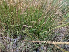 Triglochin concinna concinna