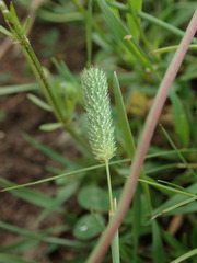 Phleum bertolonii