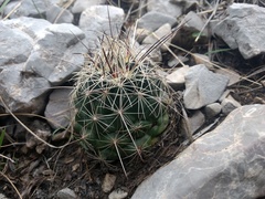 Coryphantha ramillosa santarosa