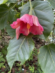 Thespesia grandiflora