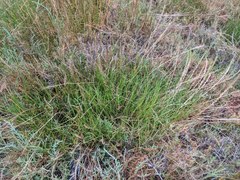 Triglochin concinna concinna